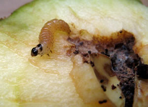 larve de carpocaspe dans une pomme